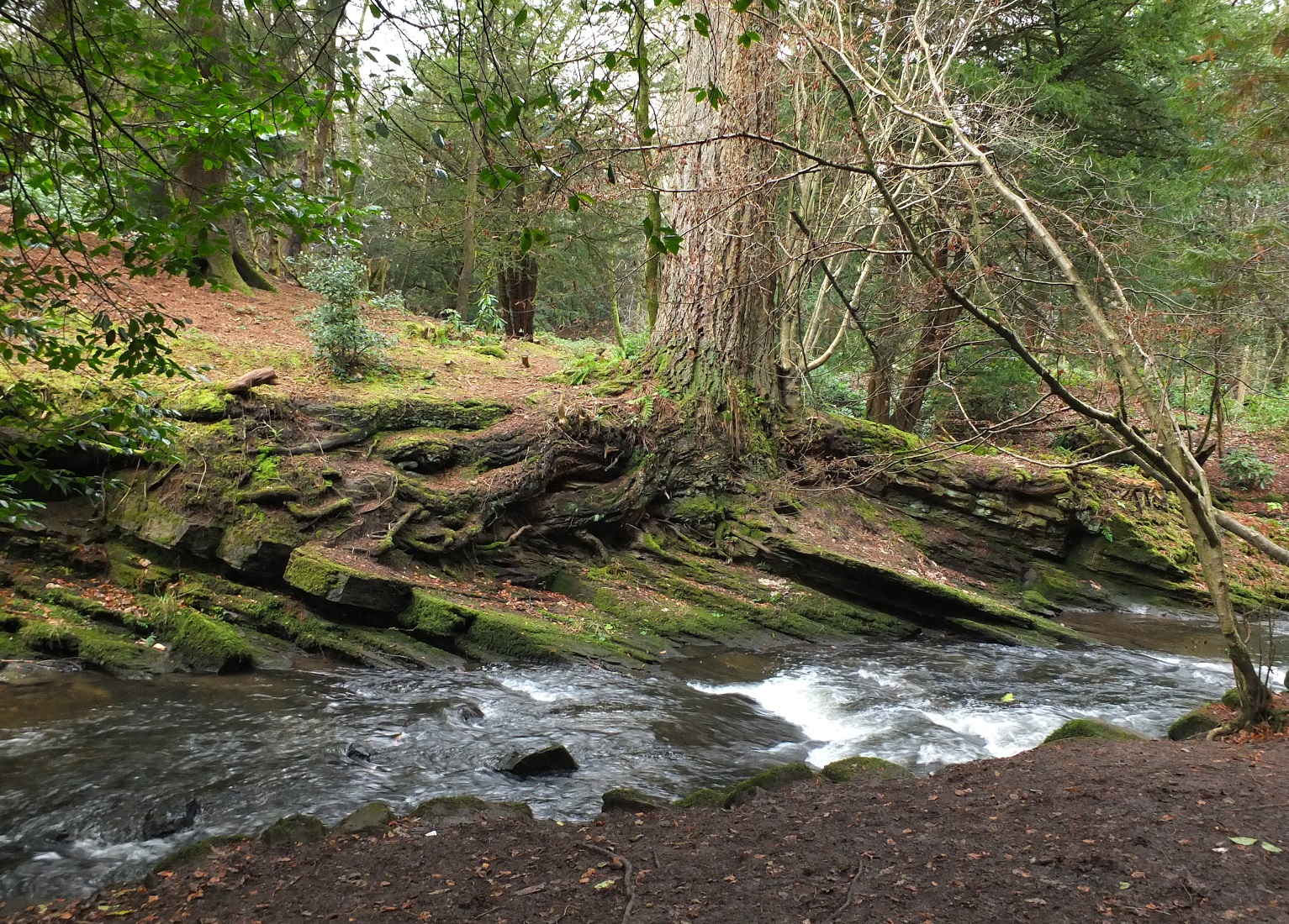 DSCF4733.jpg