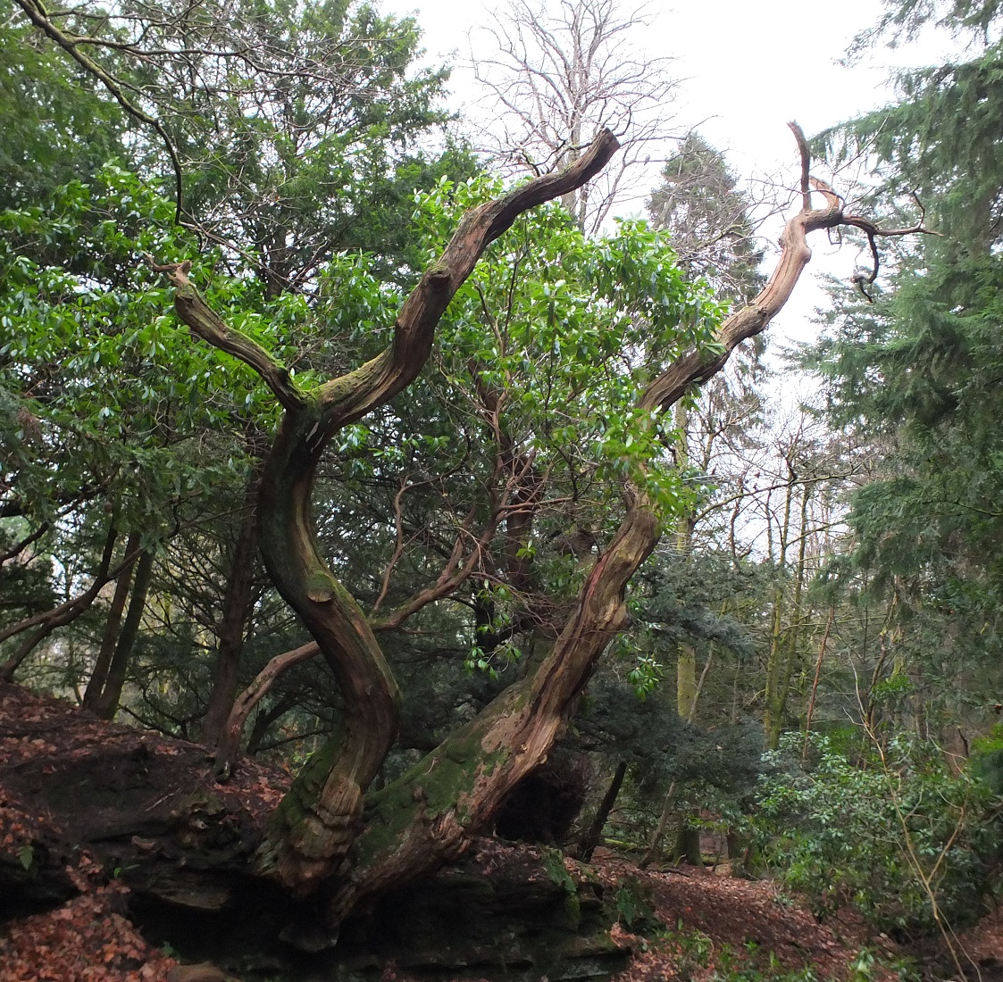 DSCF4749.jpg