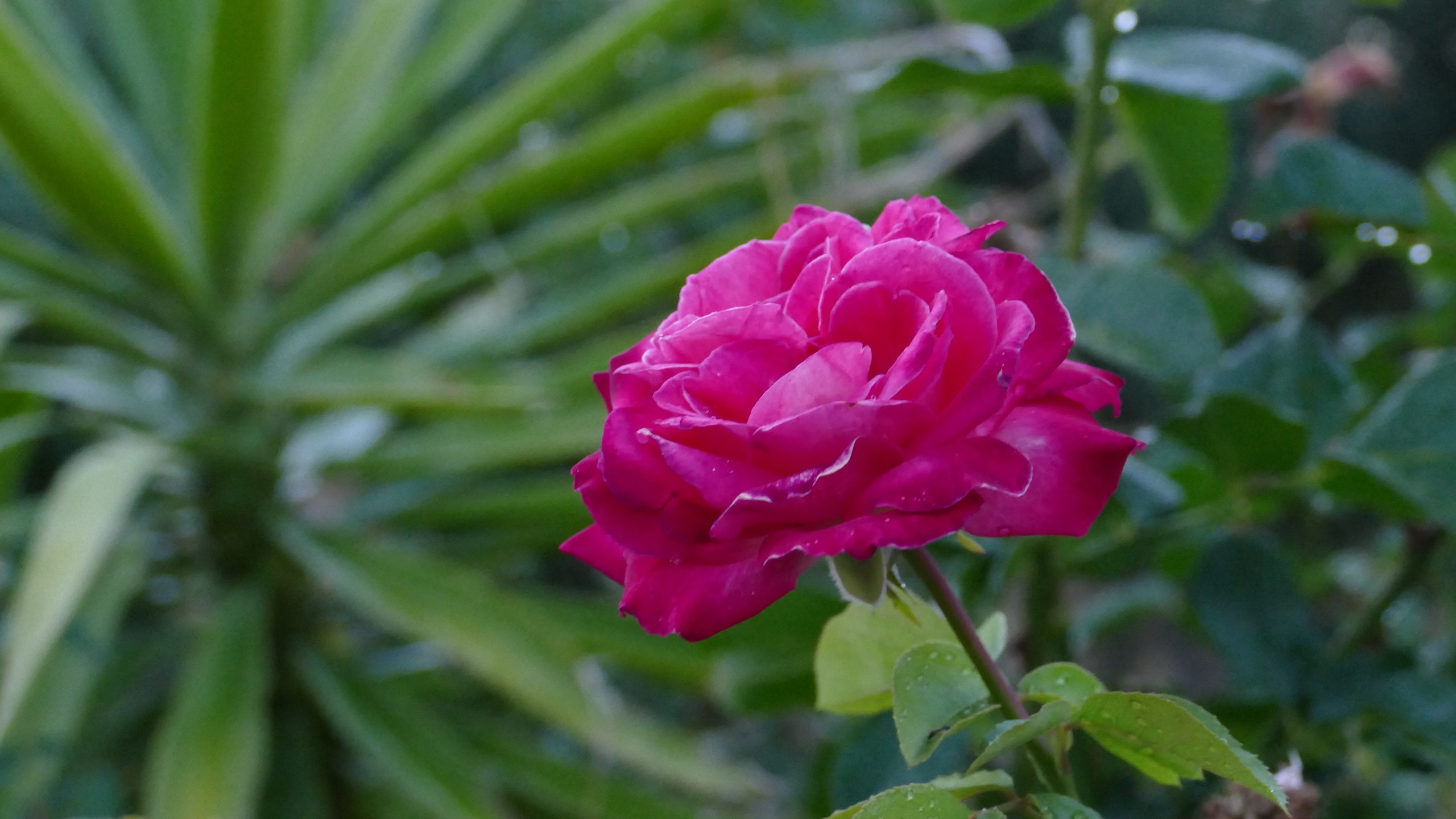 rose_1440.jpg